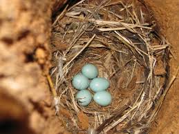 Attēlu rezultāti vaicājumam “Sturnus vulgaris nest”