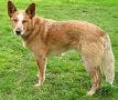 Interbreeding of dingoes with other domestic dogs - Wikipedia, the ...