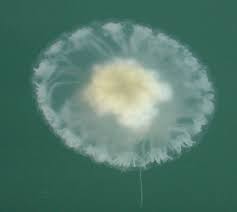 Image result for Phacellophora camtschatica