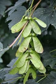 Attēlu rezultāti vaicājumam “Acer pseudoplatanus fruit”