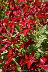 Image result for Nicotiana x sanderae