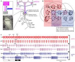 Image result for Cancer borealis