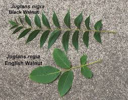 Attēlu rezultāti vaicājumam “Juglans x sinensis leaf”