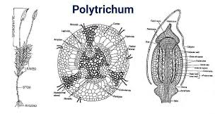 Attēlu rezultāti vaicājumam “Polytrichum strictum”