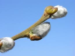 Attēlu rezultāti vaicājumam “Salix cinerea”