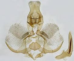 Attēlu rezultāti vaicājumam “Pandemis corylana”