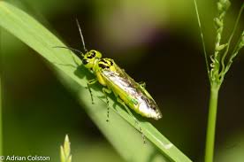 Attēlu rezultāti vaicājumam “Dryophilocoris flavoquadrimaculatus”