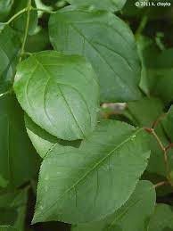 Attēlu rezultāti vaicājumam “Rhamnus cathartica leaf”