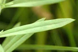 Attēlu rezultāti vaicājumam “Linaria vulgaris leaf”