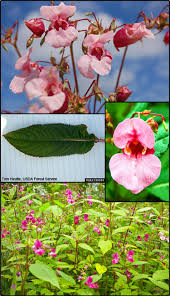 Image result for Impatiens glandulifera