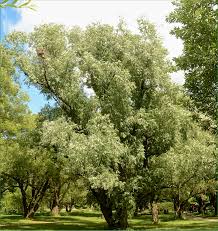 Attēlu rezultāti vaicājumam “Salix alba var. alba”