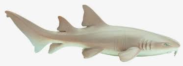 Image result for Ginglymostoma cirratum