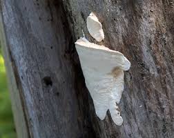 Attēlu rezultāti vaicājumam “Junghuhnia pseudozilingiana”