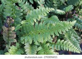 Attēlu rezultāti vaicājumam “Polystichum aculeatum”