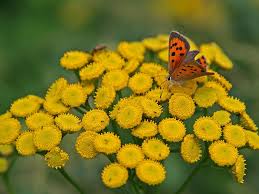 Image result for Tanacetum vulgare