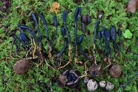 Attēlu rezultāti vaicājumam “Cordyceps ophioglossoides”