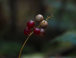 Attēlu rezultāti vaicājumam “Maianthemum bifolium fruit”