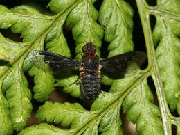 Attēlu rezultāti vaicājumam “Hemipenthes morio”