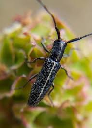 Attēlu rezultāti vaicājumam “Panagaeus cruxmajor”