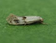 Attēlu rezultāti vaicājumam “Elachista maculicerusella”