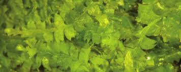 Attēlu rezultāti vaicājumam “Geocalyx graveolens”