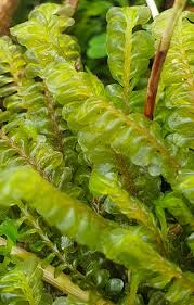 Attēlu rezultāti vaicājumam “Plagiochila asplenioides”