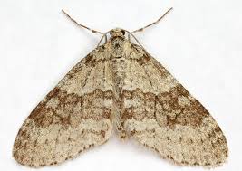 Attēlu rezultāti vaicājumam “Trichia contorta young”