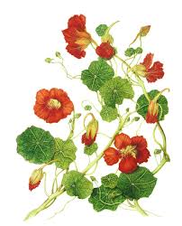 Attēlu rezultāti vaicājumam “Tropaeolum majus flower”
