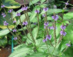 Image result for Verbena officinalis