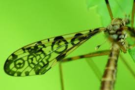 Attēlu rezultāti vaicājumam “Epiphragma ocellare”