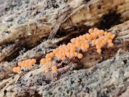 Attēlu rezultāti vaicājumam “Trichia crateriformis macro”