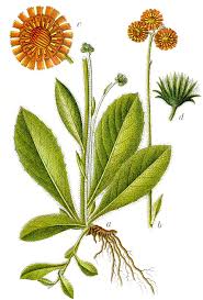 Attēlu rezultāti vaicājumam “Pilosella aurantiaca flower”