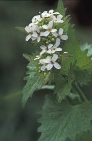 Attēlu rezultāti vaicājumam “Alliaria petiolata flower”