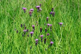 Attēlu rezultāti vaicājumam “Serratula tinctoria flower”