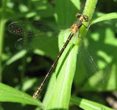Attēlu rezultāti vaicājumam “Lestes dryas female”