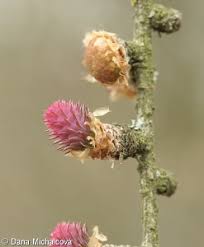 Attēlu rezultāti vaicājumam “Larix decidua flower”