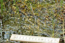 Attēlu rezultāti vaicājumam “Utricularia minor leaf”