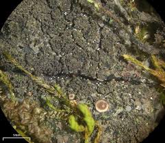 Attēlu rezultāti vaicājumam “Parmeliella triptophylla”