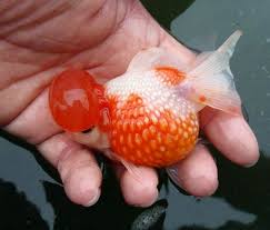 Attēlu rezultāti vaicājumam “Carassius auratus”