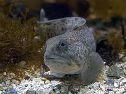 Image result for Anarhichas minor