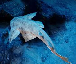 Image result for Squatina dumeril