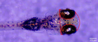 Attēlu rezultāti vaicājumam “Licea minima macro”