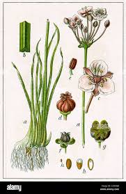 Attēlu rezultāti vaicājumam “Butomaceae”