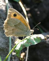 Attēlu rezultāti vaicājumam “Maniola jurtina”