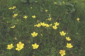 Attēlu rezultāti vaicājumam “Saxifraga hirculus”