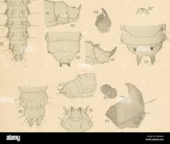 Attēlu rezultāti vaicājumam “Glischrochilus grandis”