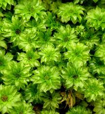 Attēlu rezultāti vaicājumam “Rhodobryum roseum”