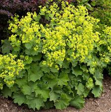 Image result for Alchemilla mollis