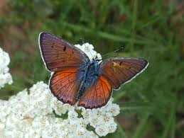Attēlu rezultāti vaicājumam “Lycaena alciphron male”