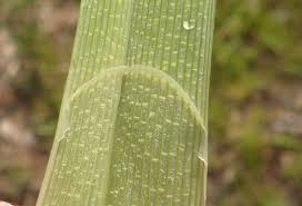 Attēlu rezultāti vaicājumam “Carex riparia”